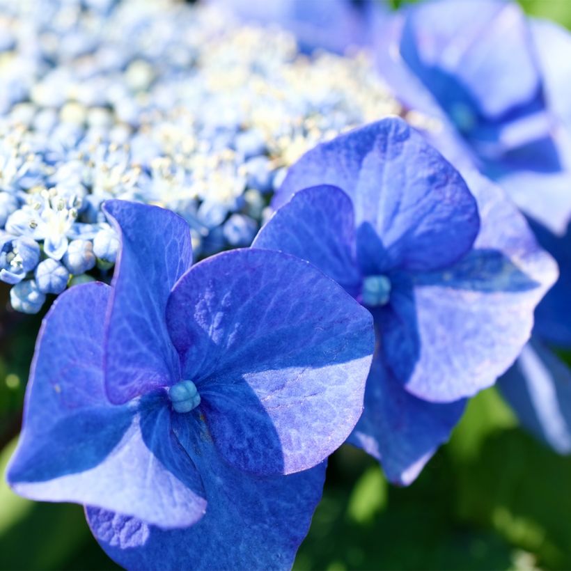 Hydrangea macrophylla Blue Sky - Bauernhortensie (Flowering)