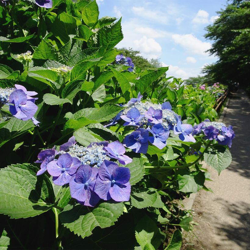 Hydrangea macrophylla Blue Sky - Bauernhortensie (Plant habit)