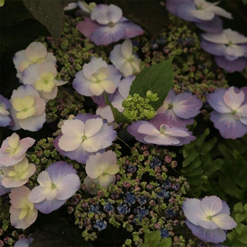 Hydrangea macrophylla Blueberry Cheesecake - Bauernhortensie (Flowering)