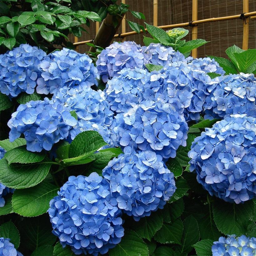 Hydrangea macrophylla Deutschland - Bauernhortensie (Wuchs)