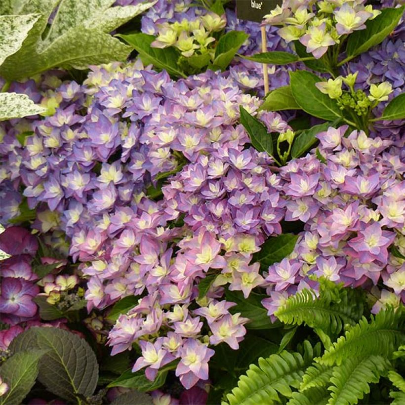Hydrangea macrophylla Double Dutch Blue - Bauernhortensie (Flowering)