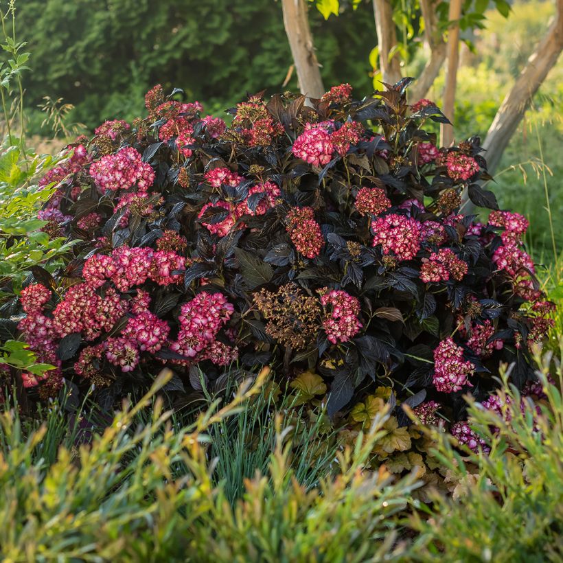 Hydrangea macrophylla Eclipse - Bauernhortensie (Wuchs)