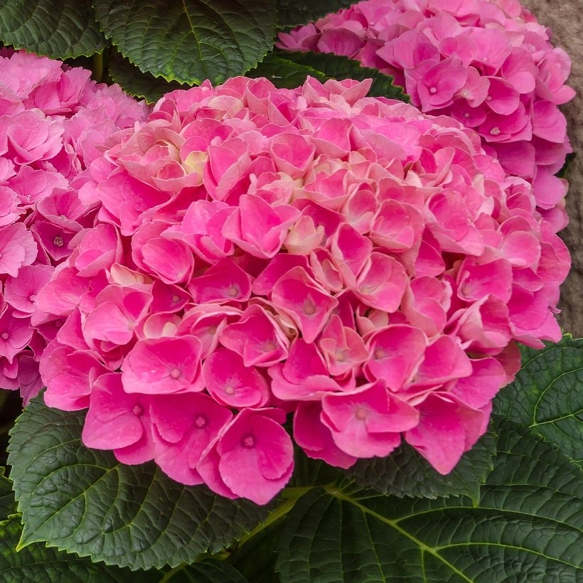 Hydrangea Freudenstein - Bauernhortensie (Flowering)