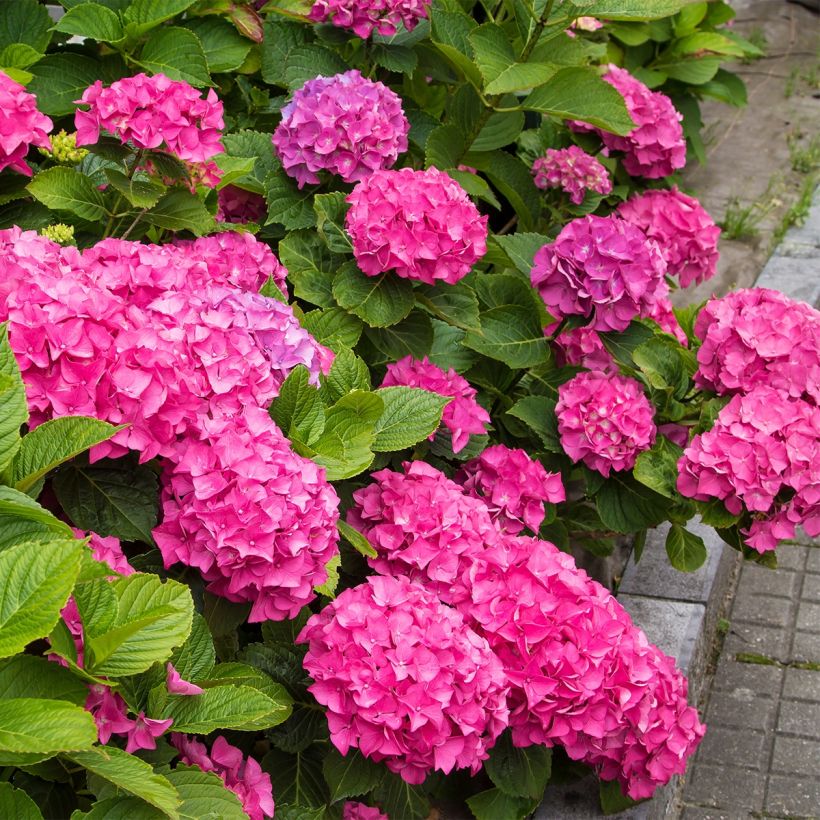 Hydrangea macrophylla Freudenstein - Bauernhortensie (Wuchs)