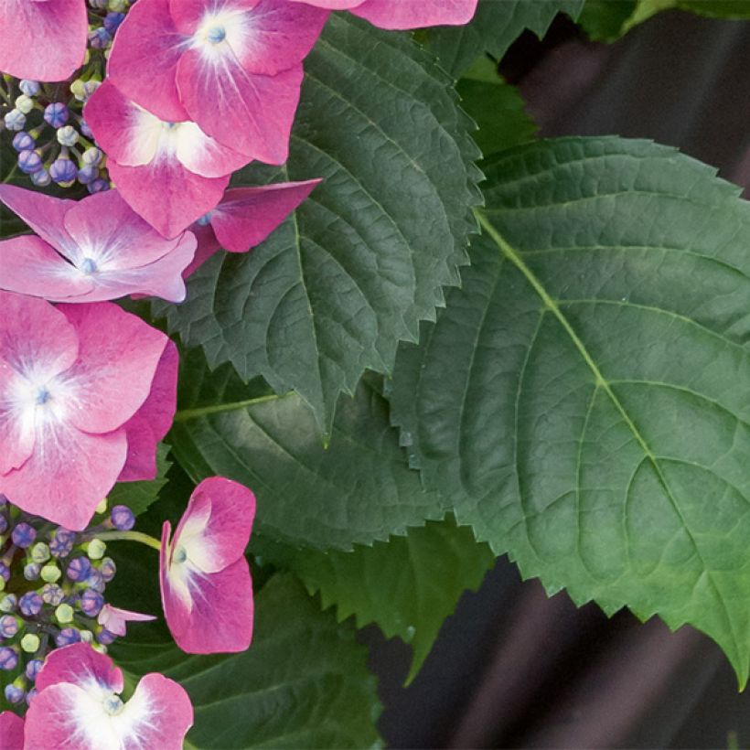 Hydrangea macrophylla Mousmee - Bauernhortensie (Laub)