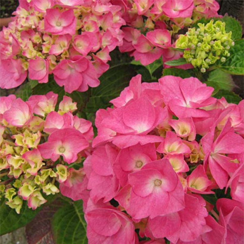 Hydrangea macrophylla Rosita - Bauernhortensie (Flowering)