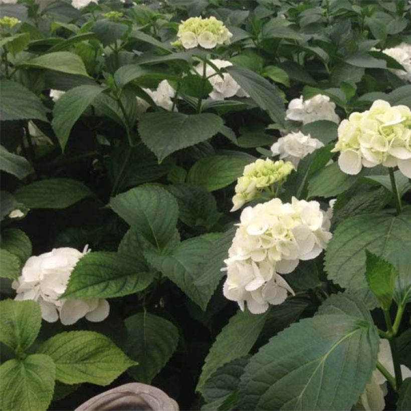 Hydrangea macrophylla Schneeball - Bauernhortensie (Foliage)