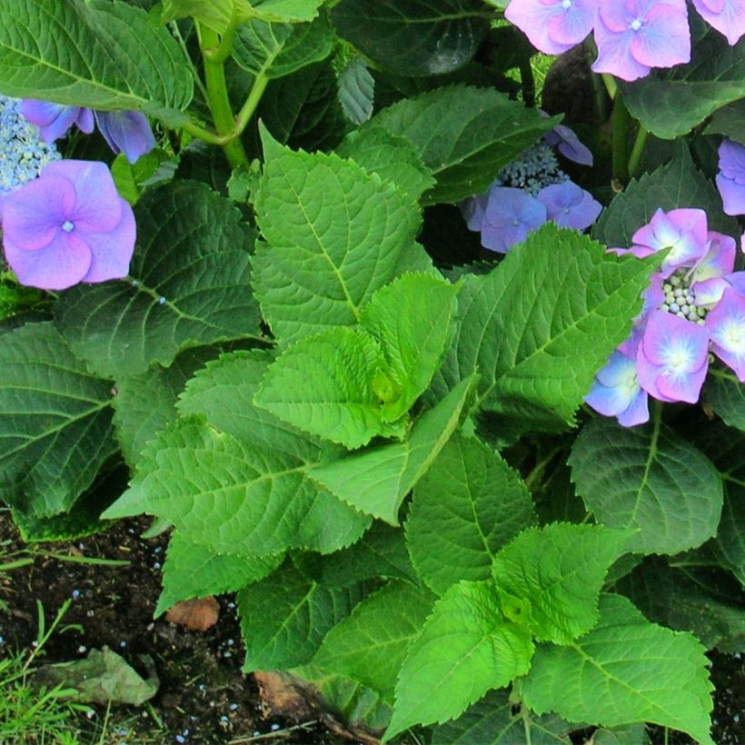 Hydrangea macrophylla Teller Blue - Bauernhortensie (Foliage)
