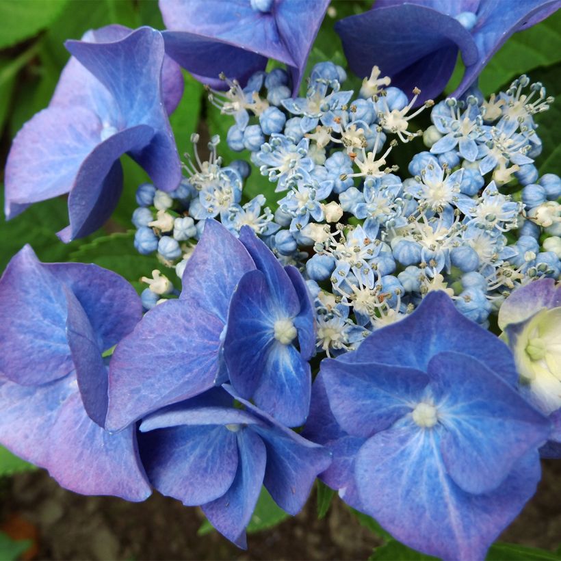 Hydrangea macrophylla Teller Blue - Bauernhortensie (Flowering)