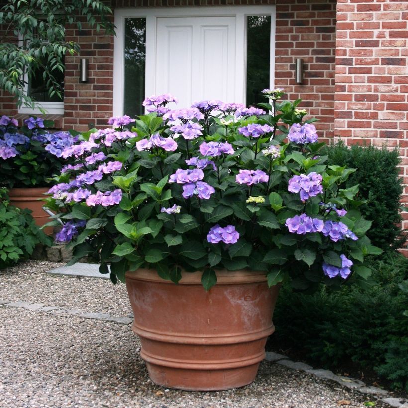 Hydrangea macrophylla Teller Blue - Bauernhortensie (Plant habit)