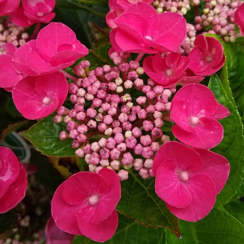 Hydrangea macrophylla Teller Red - Bauernhortensie (Flowering)