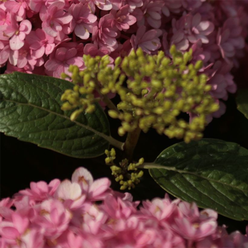 Hydrangea macrophylla Umbrella - Bauernhortensie (Laub)
