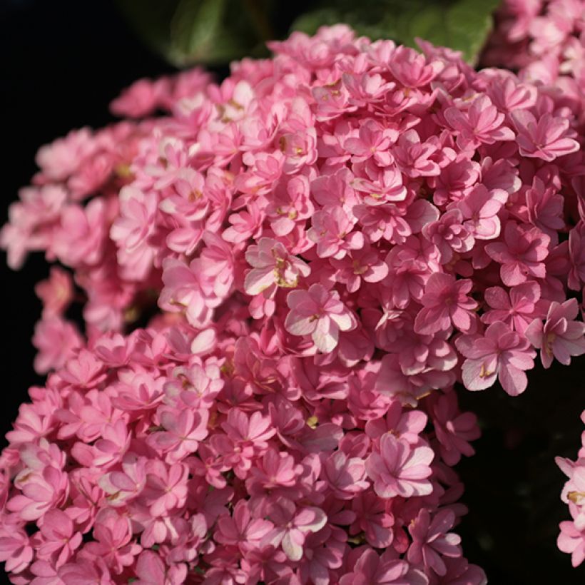 Hydrangea macrophylla Umbrella - Bauernhortensie (Blüte)