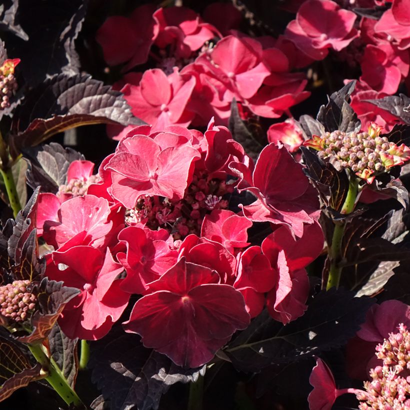 Hydrangea macrophylla x serrata After Midnight ('Jong 02') - Bauernhortensie (Flowering)