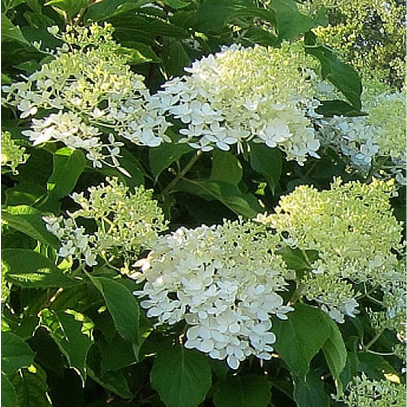 Rispenhortensie Bombshell - Hydrangea paniculata (Flowering)