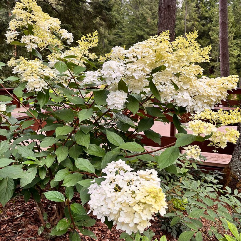 Rispenhortensie Candlelight - Hydrangea paniculata (Wuchs)