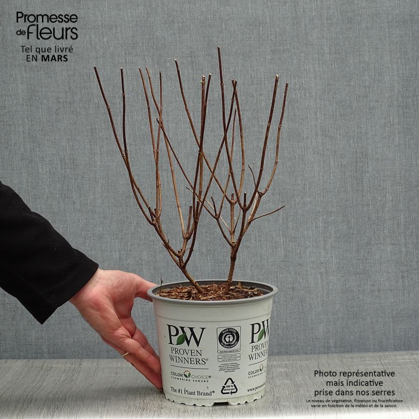 Exemplar von Rispenhortensie Confetti - Hydrangea paniculata Topf mit 2L/3L wie im Frühjahr geliefert