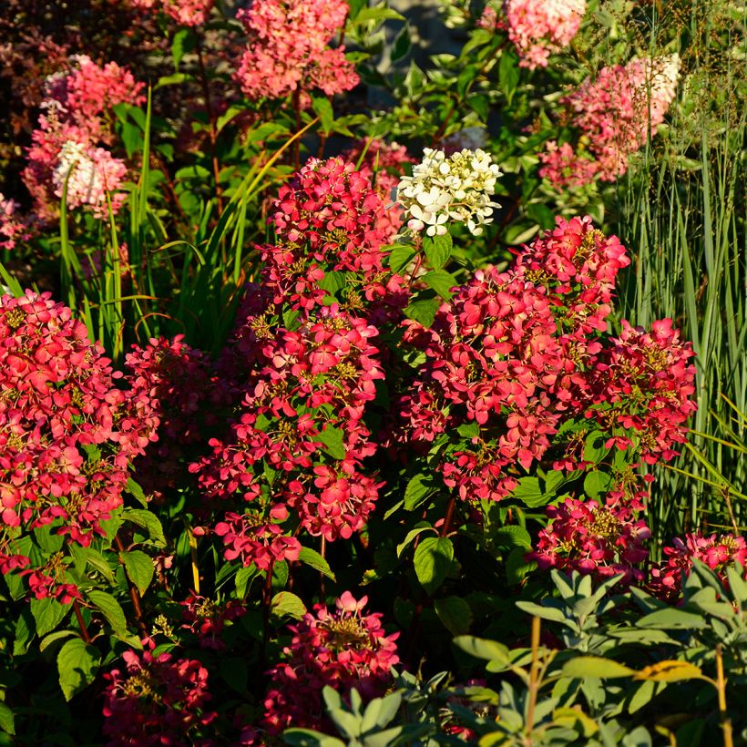 Rispenhortensie Diamant Rouge - Hydrangea paniculata (Plant habit)
