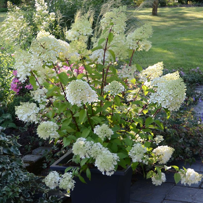 Rispenhortensie Diamantino - Hydrangea paniculata (Wuchs)