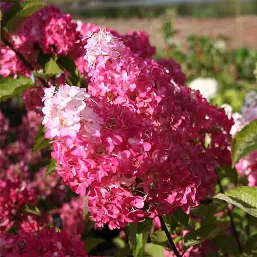 Rispenhortensie Fraise Melba - Hydrangea paniculata (Flowering)
