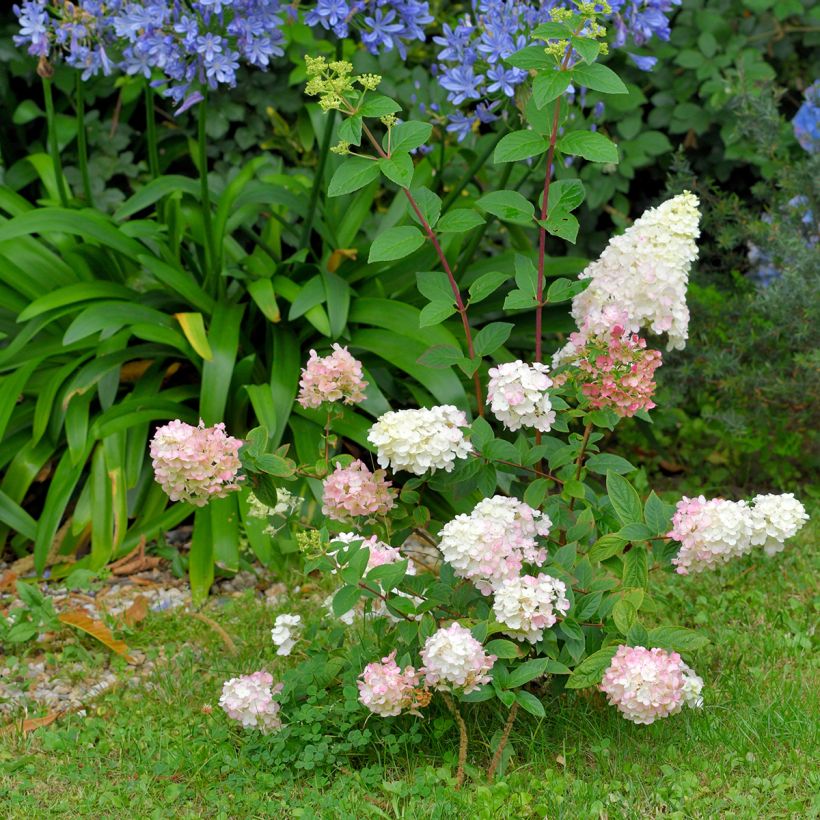 Rispenhortensie Fraise Melba - Hydrangea paniculata (Plant habit)