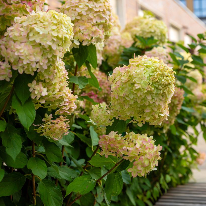 Rispenhortensie Graffiti - Hydrangea paniculata (Wuchs)