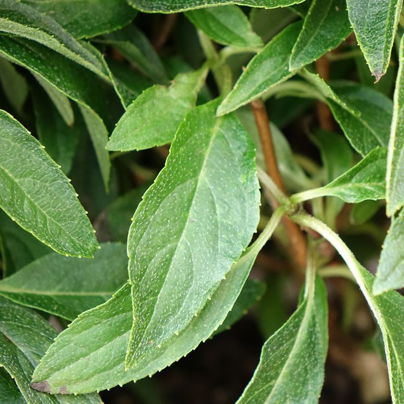 Rispenhortensie Groundbreaker - Hydrangea paniculata (Laub)