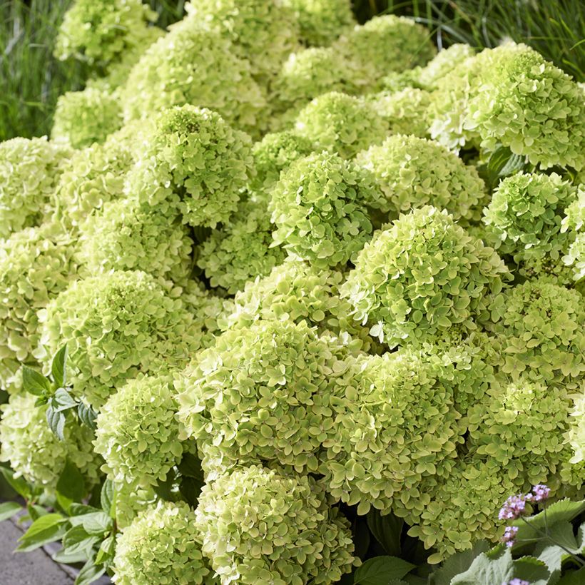 Hydrangea paniculata Groundbreaker Greeny - Hortensia paniculé nain (Blüte)