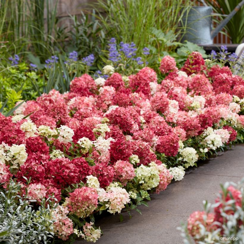 Hydrangea paniculata Groundbreaker Ruby - Hortensia paniculé nain (Wuchs)