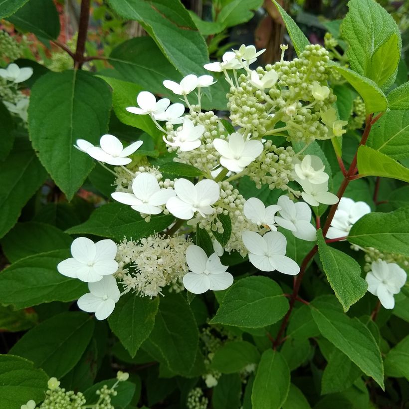 Rispenhortensie Kyushu - Hydrangea paniculata (Foliage)