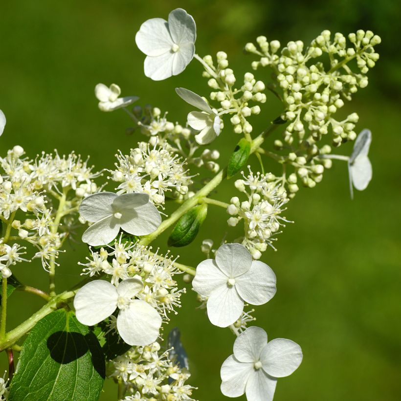 Rispenhortensie Kyushu - Hydrangea paniculata (Flowering)