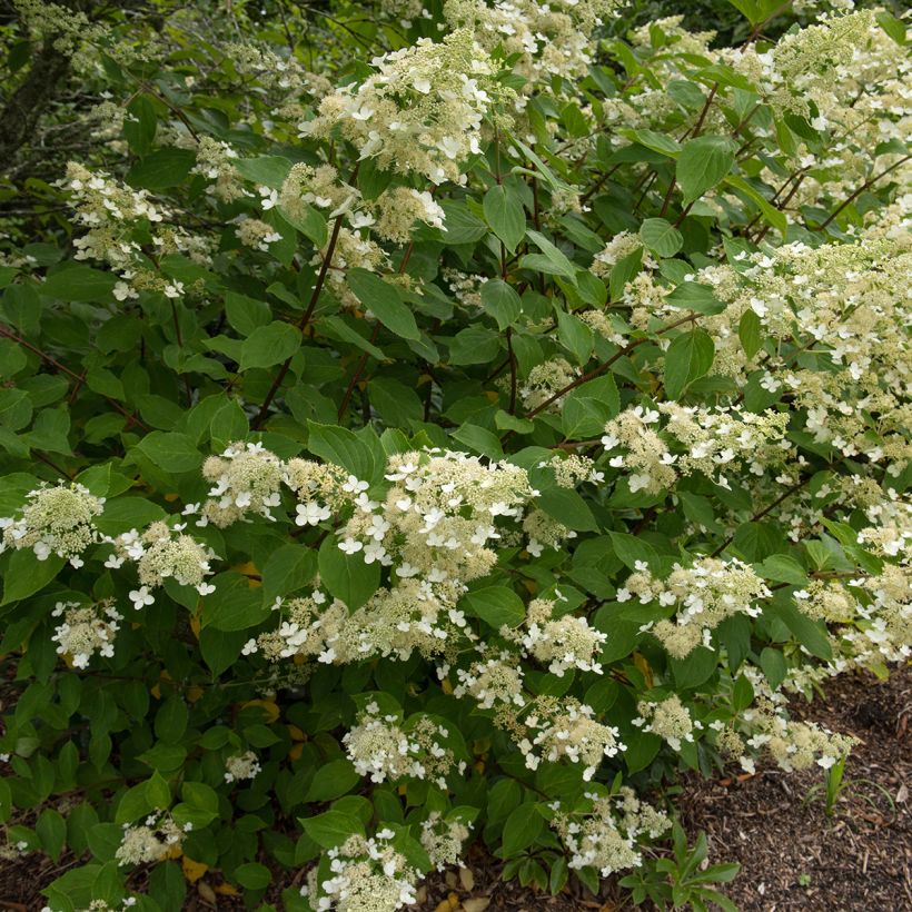 Rispenhortensie Kyushu - Hydrangea paniculata (Plant habit)