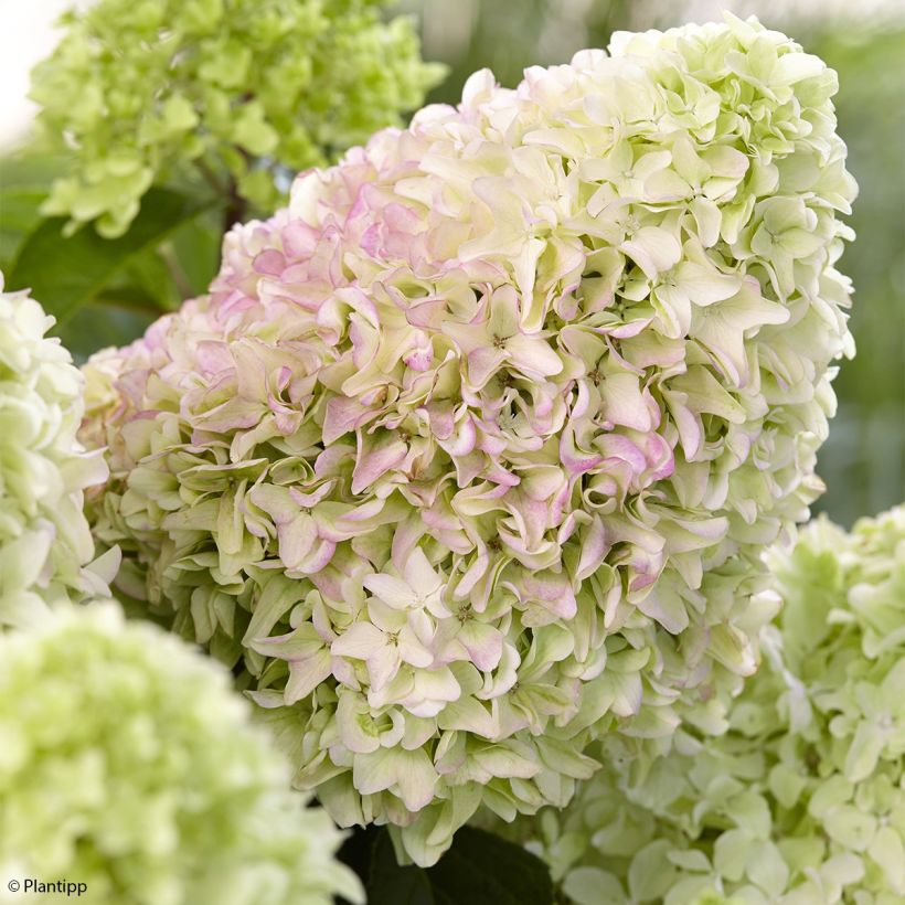 Rispenhortensie Little Fraise - Hydrangea paniculata (Flowering)