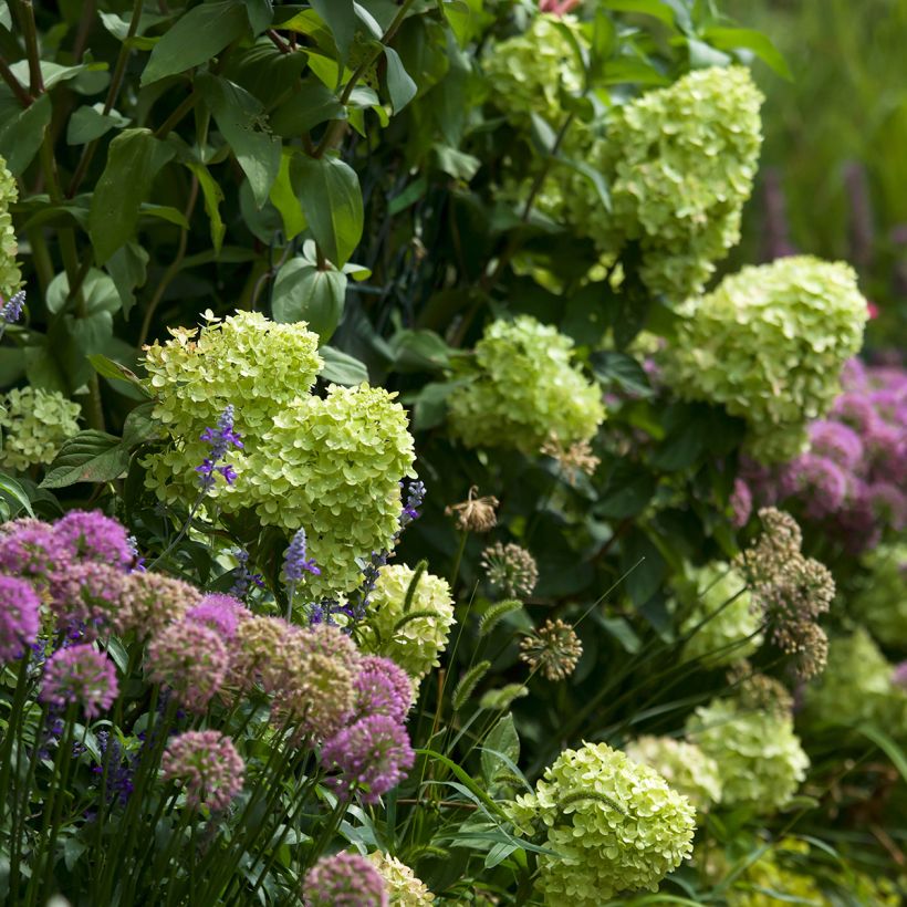 Rispenhortensie Little Lime - Hydrangea paniculata (Wuchs)