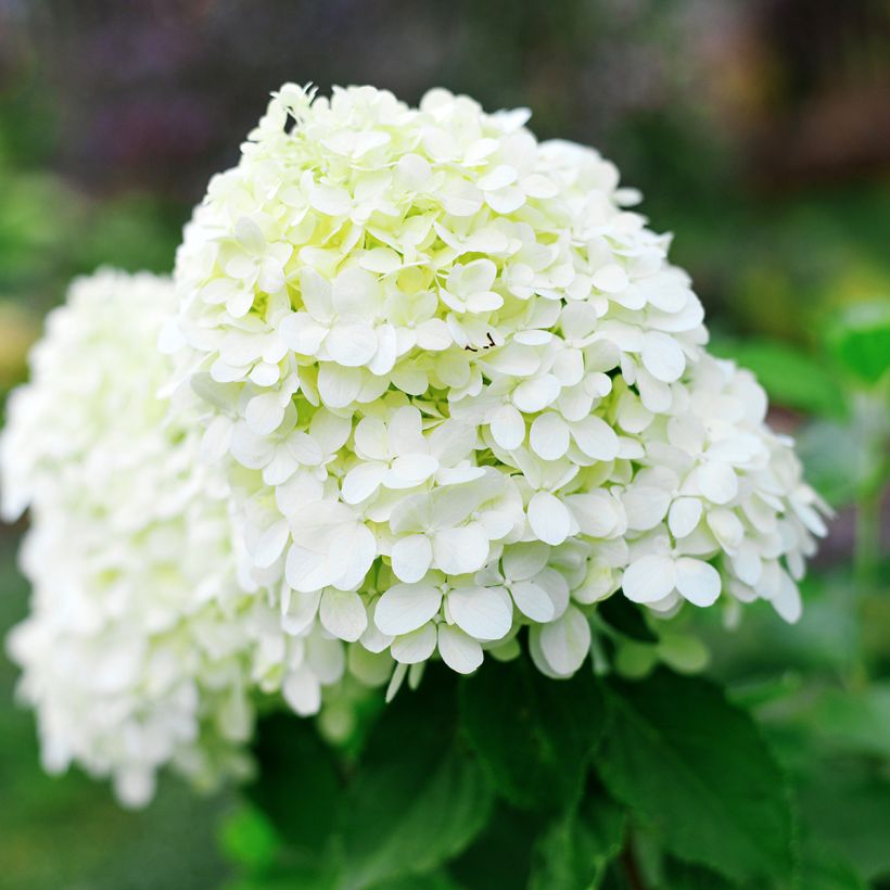 Rispenhortensie Little Spooky - Hydrangea paniculata (Flowering)