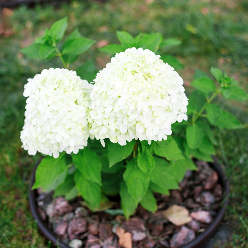 Rispenhortensie Little Spooky - Hydrangea paniculata (Plant habit)