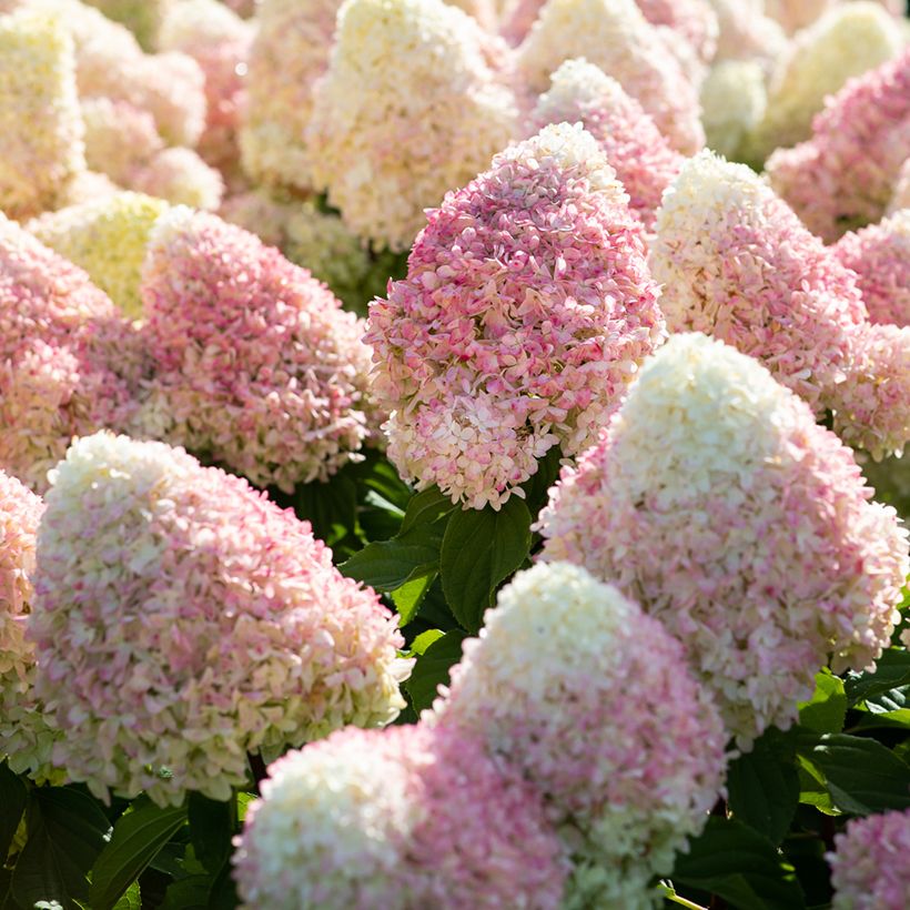 Hydrangea paniculata Living Candy Love - Hortensia paniculé (Blüte)