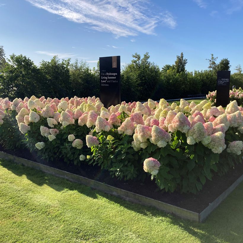 Hydrangea paniculata Living Candy Love - Hortensia paniculé (Wuchs)