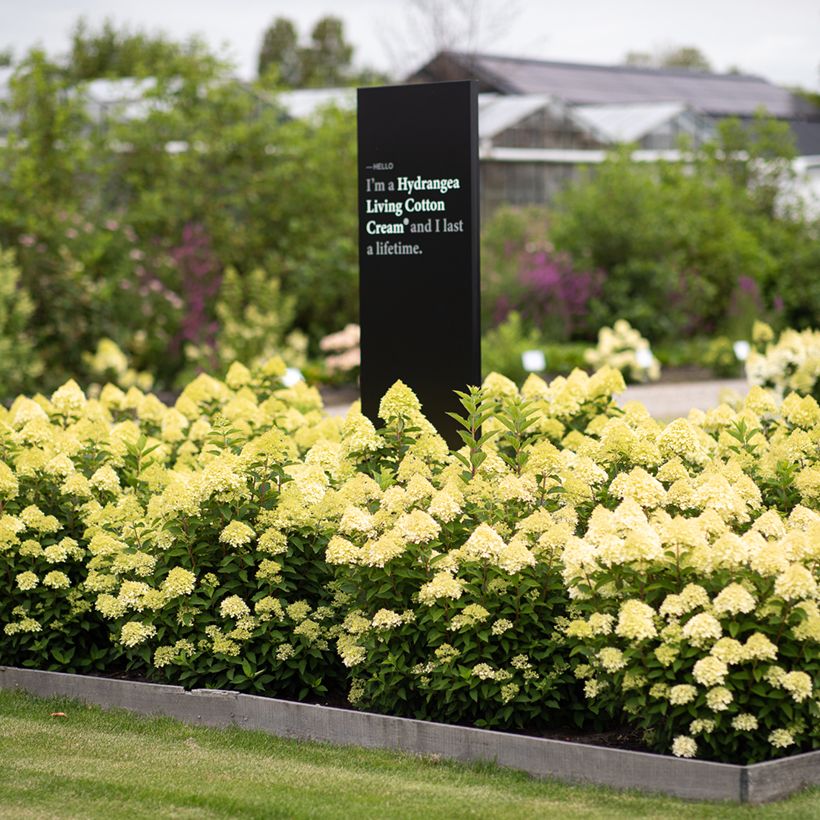 Hydrangea paniculata Living Cotton Cream - Hortensia paniculé (Wuchs)