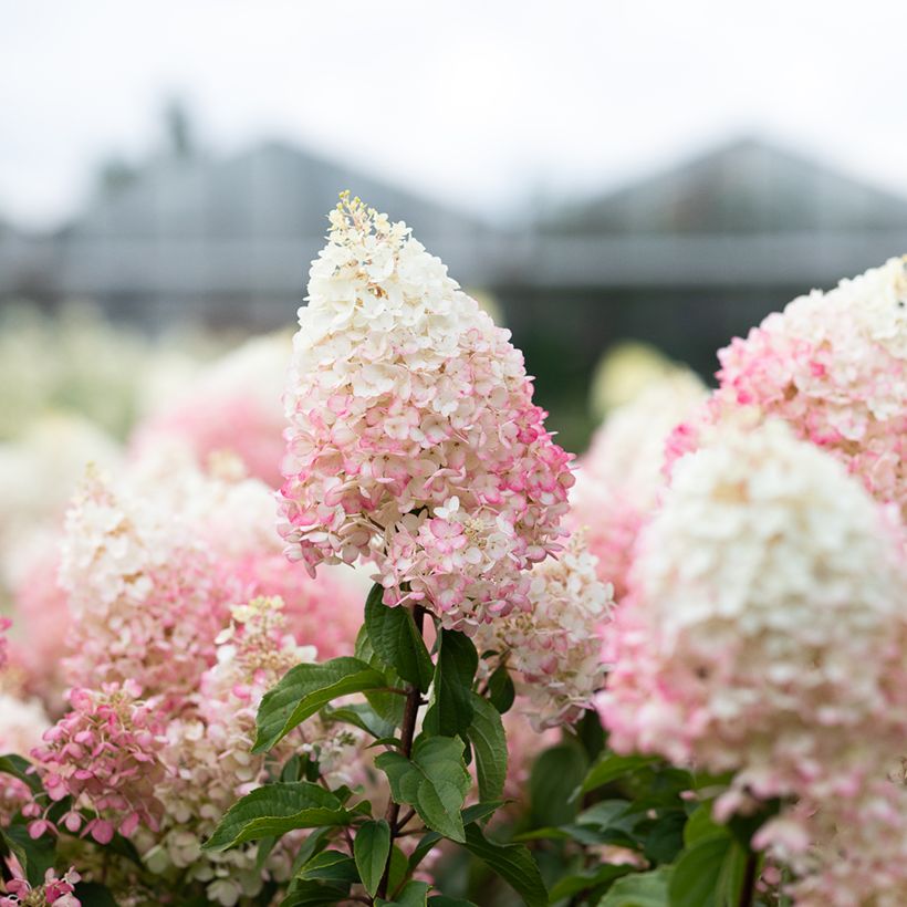 Hydrangea paniculata Living Strawberry Blossom - Hortensia paniculé (Blüte)