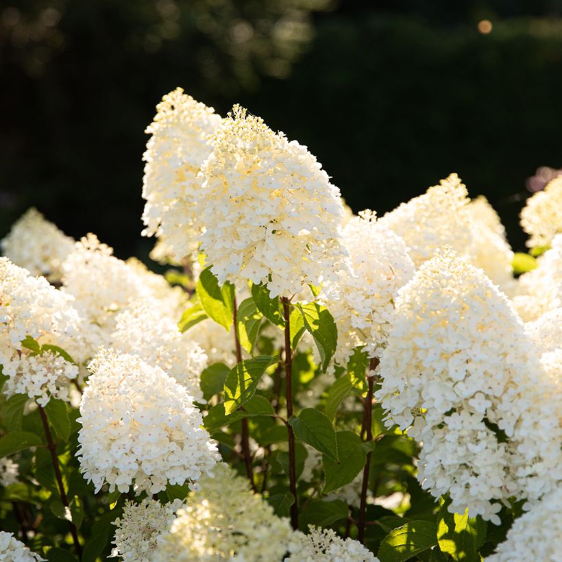 Hydrangea paniculata Living Sugar Rush - Hortensia paniculé (Blüte)