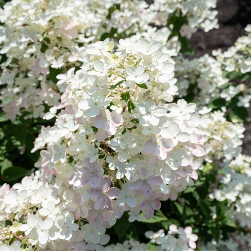 Hydrangea paniculata Living Touch of Pink - Hortensia paniculé (Blüte)