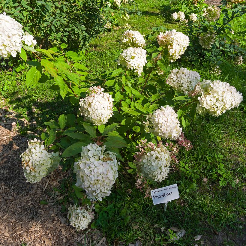 Rispenhortensie Phantom - Hydrangea paniculata (Wuchs)