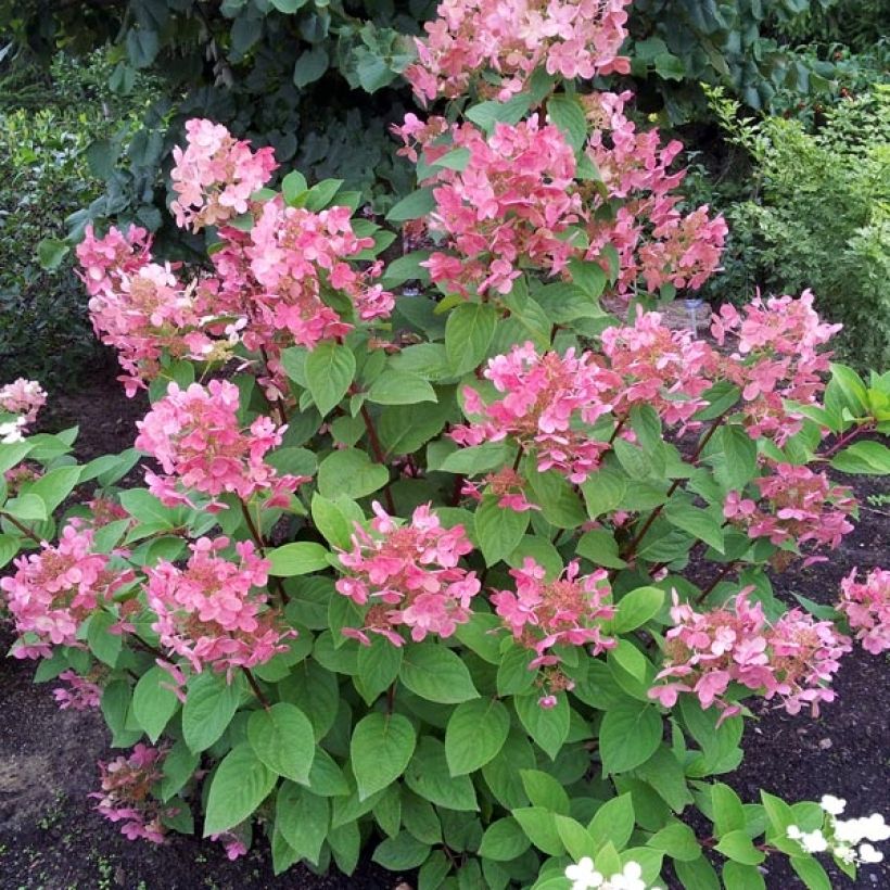 Rispenhortensie Pink Diamond - Hydrangea paniculata (Wuchs)