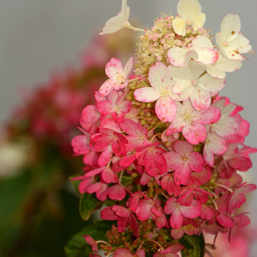 Rispenhortensie Pinky Winky - Hydrangea paniculata (Flowering)