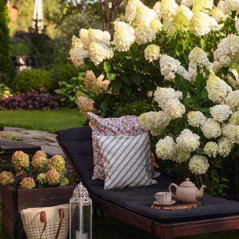 Rispenhortensie Polar Bear - Hydrangea paniculata (Plant habit)