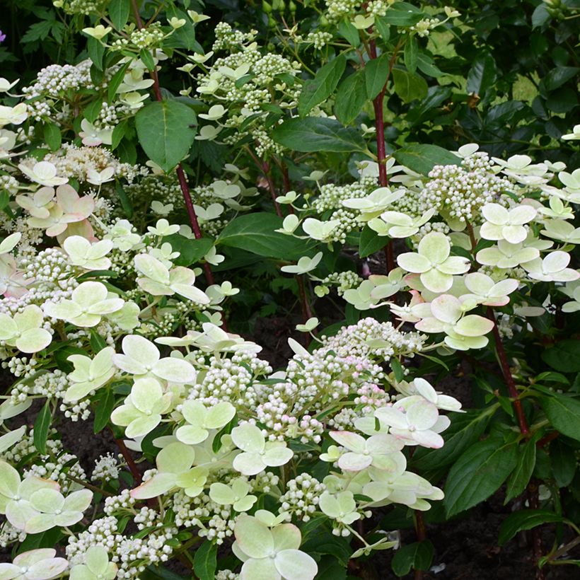 Hydrangea paniculata Prim’Red - Hortensia paniculé (Blüte)
