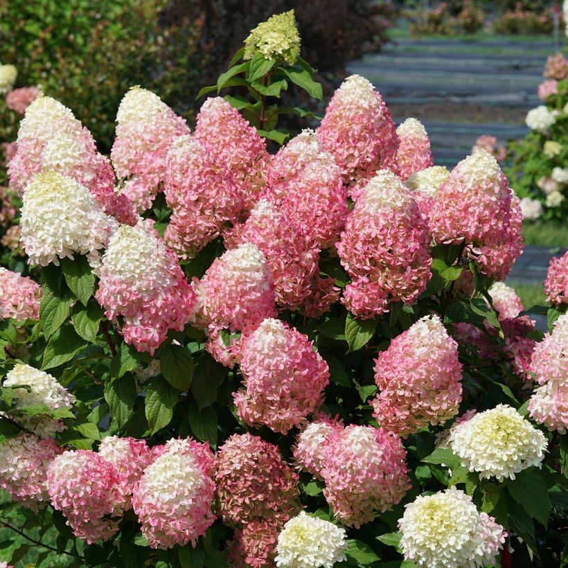 Rispenhortensie Quick Fire Fab - Hydrangea paniculata (Wuchs)