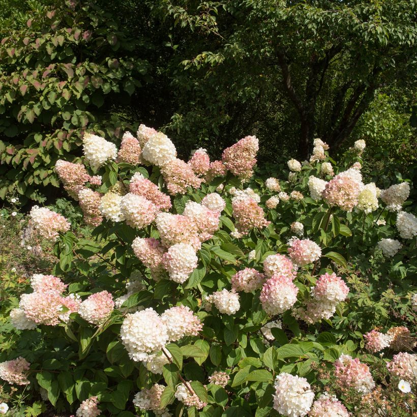 Rispenhortensie Silver Dollar - Hydrangea paniculata (Plant habit)