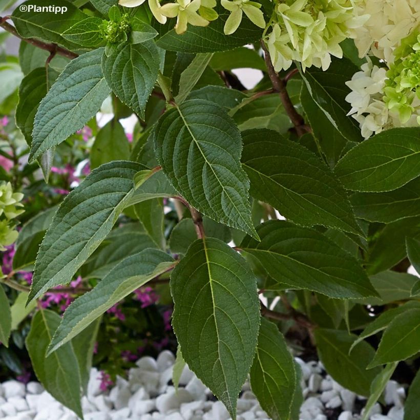 Rispenhortensie Skyfall - Hydrangea paniculata (Foliage)